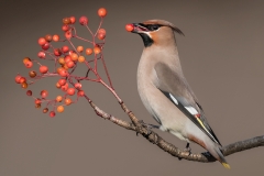 W0447189_Philip-Barber_Waxwing-with-rowen-berry