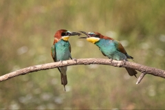 Bee-Eaters-food-pass
