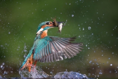 Kingfisher-double-catch