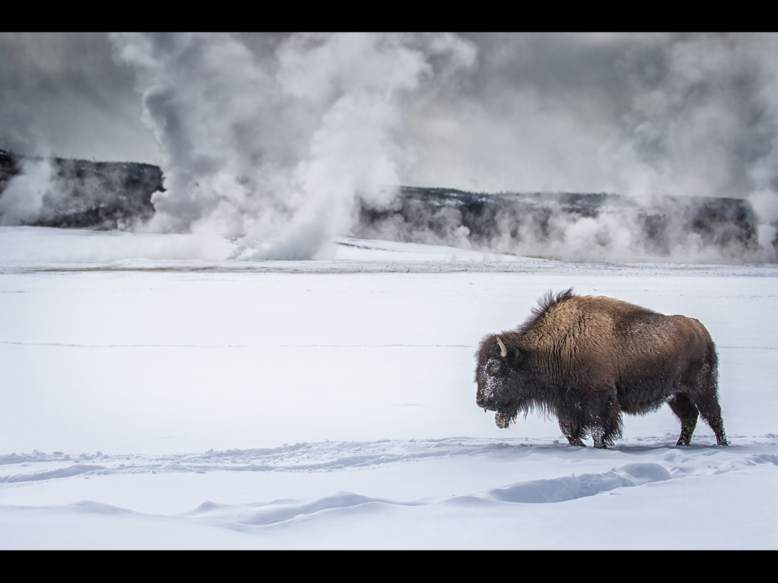 N0347537_Annette-Hockney_Bison-in-Yellowstone-Park