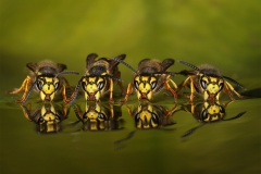 C0249180_Roy-Rimmer_Four-Wasps