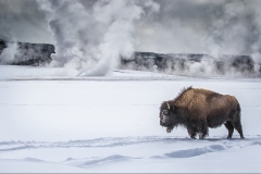 N0347537_Annette-Hockney_Bison-in-Yellowstone-Park
