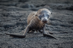 W0348865_Christine-Johnson_Sealion-Pup
