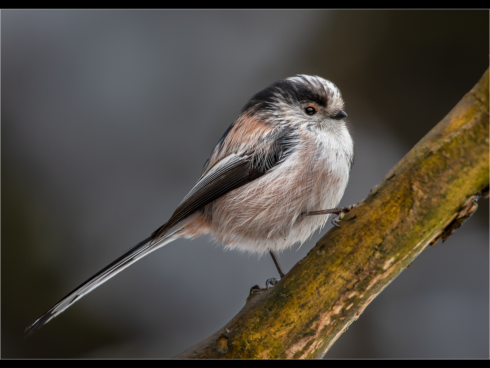 A0455979_Andy Butler_Long-tailed Tit