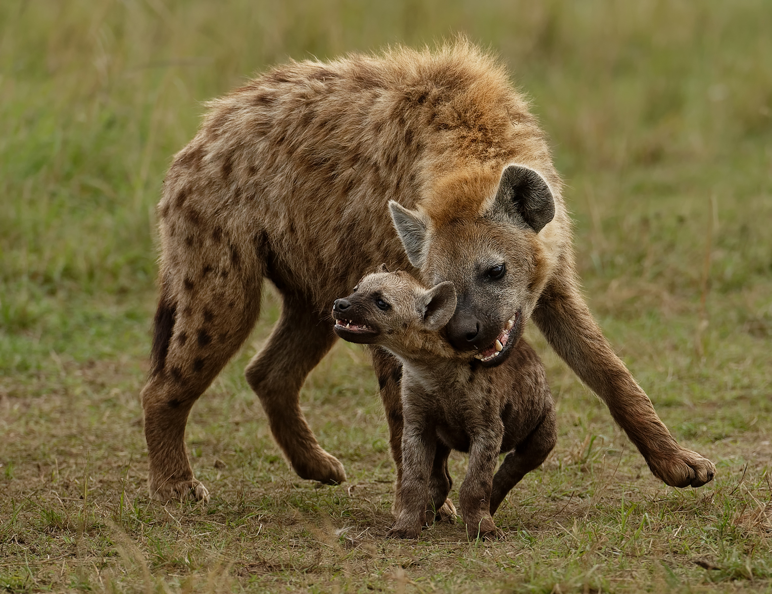 C0755721_Ian Whiston_Hyena Bonding with Cub