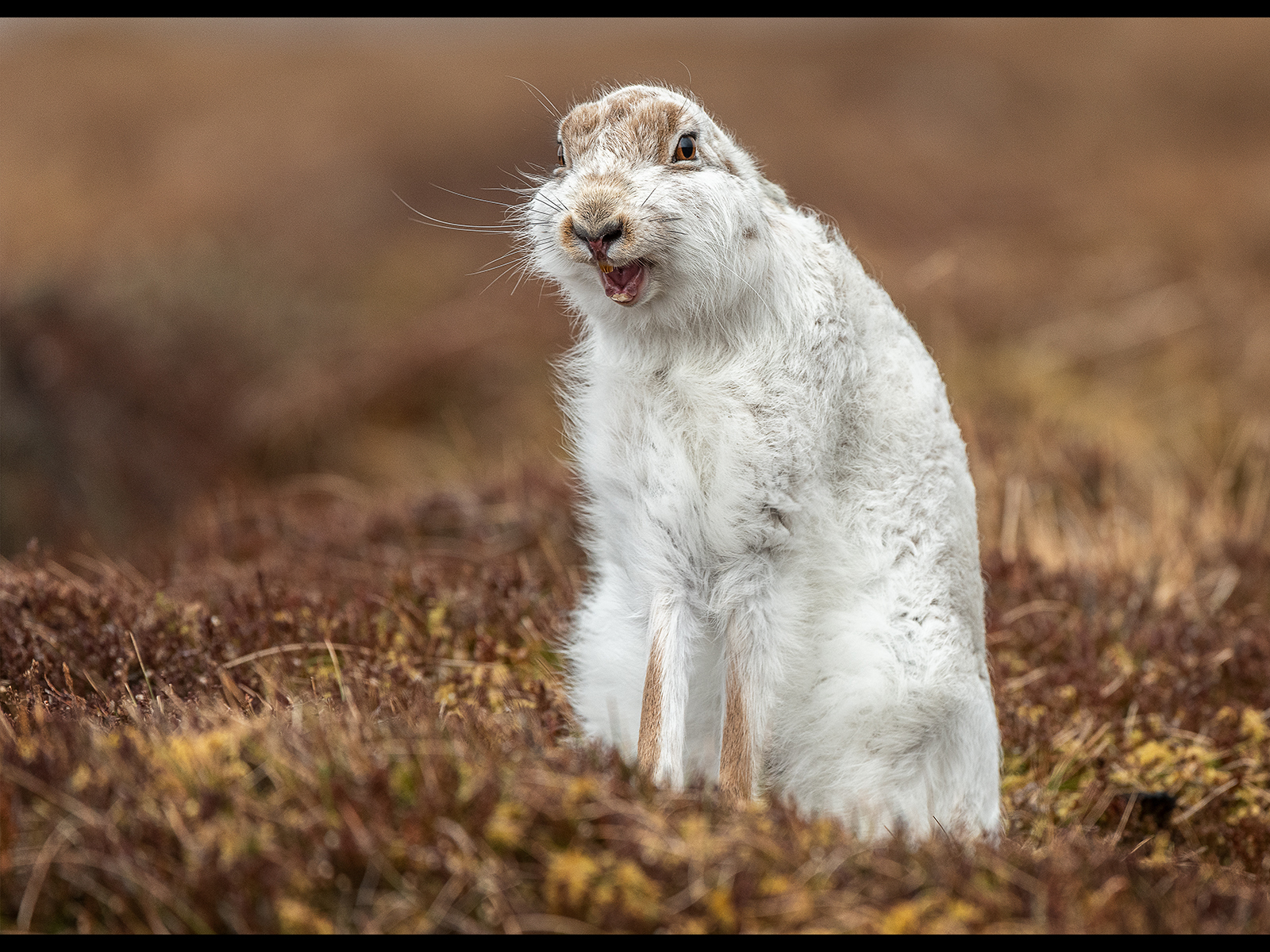 C1055423_Cheryl Greenwood_Mountain Hare yawning