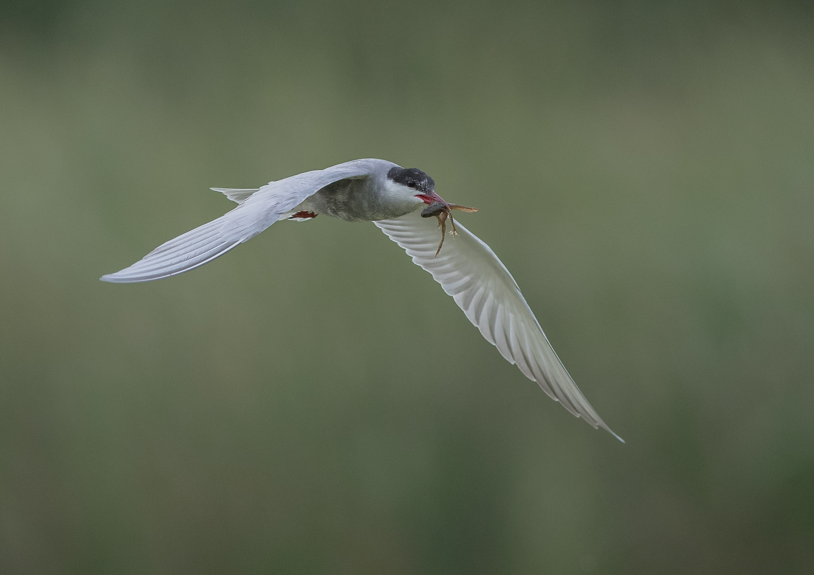 E0253255_David Woodhead_Whiskered Tern in flight