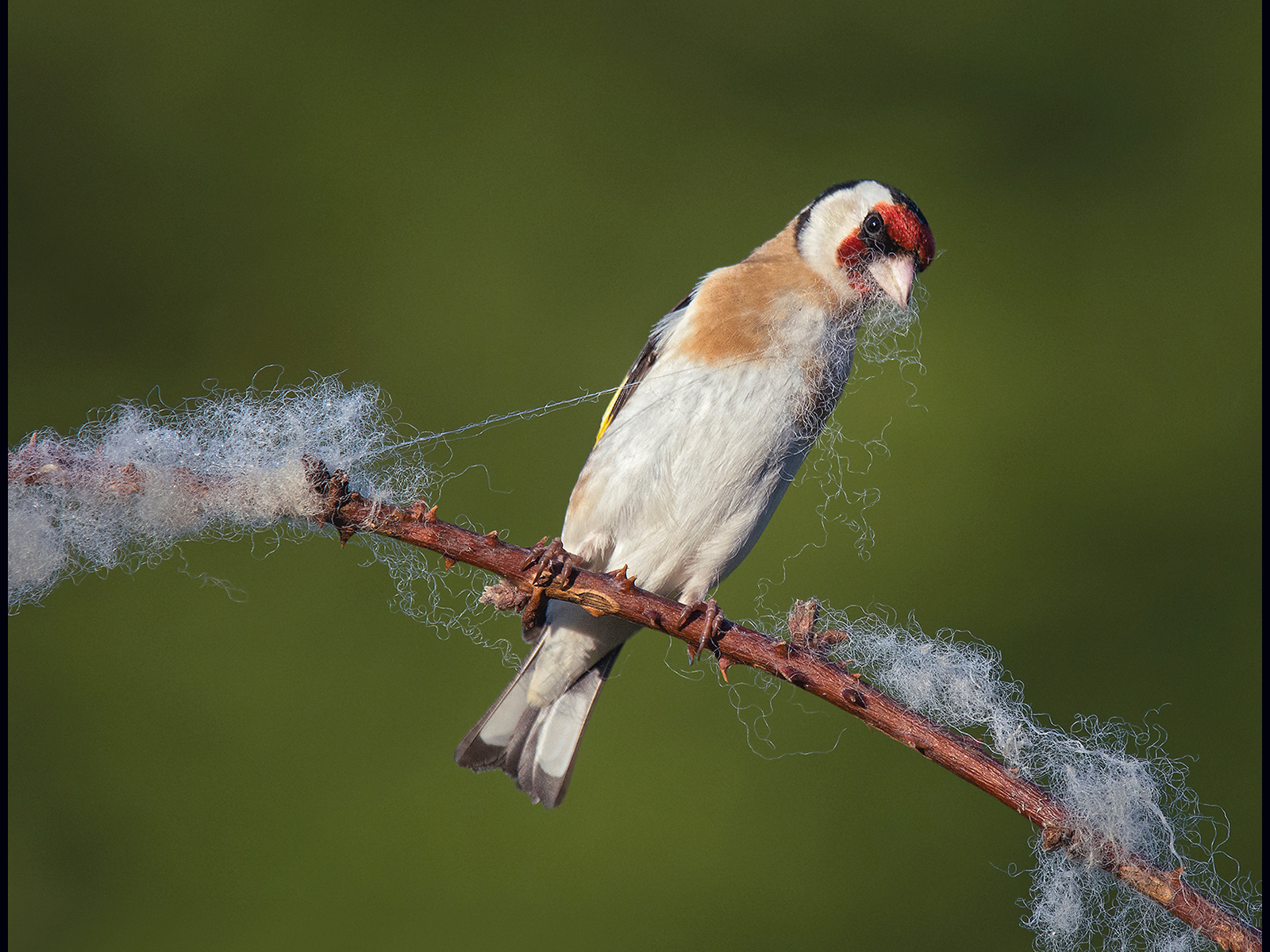 P0354688_Gill O Meara_Goldfinch collecting wool