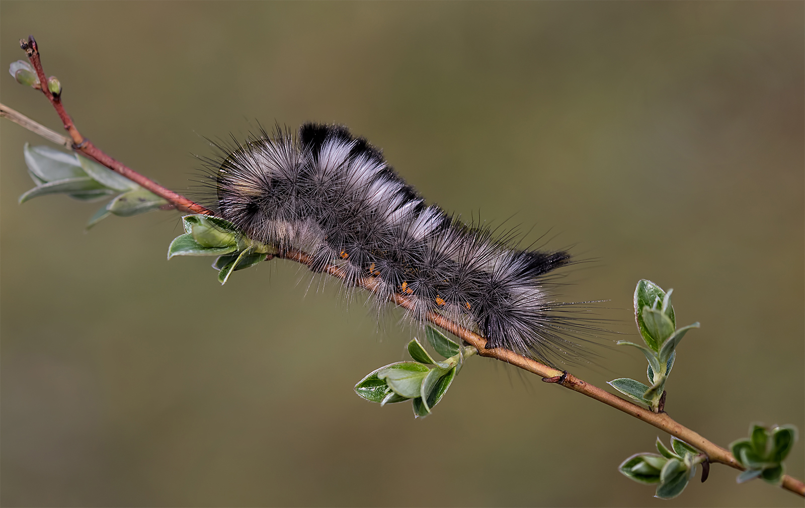 Dark Tussock Moth Caterpillar