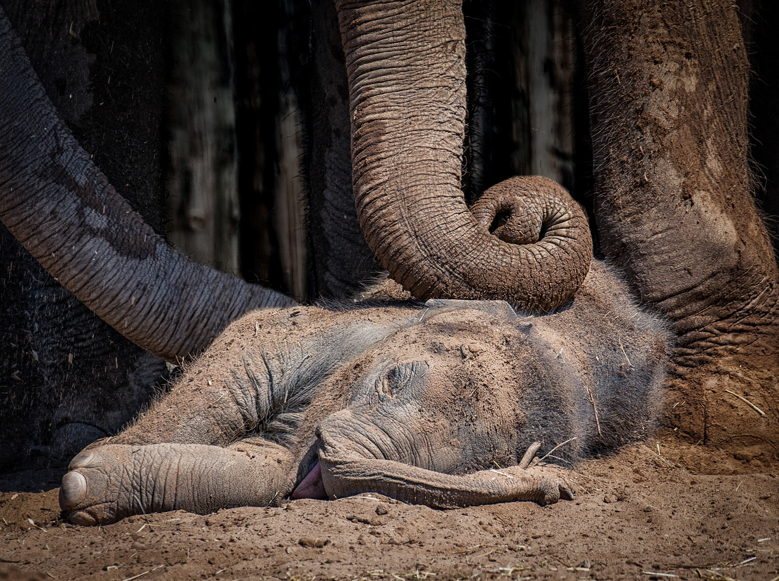 W0352476_Lynda Haney_Baby Elephant Sleeping
