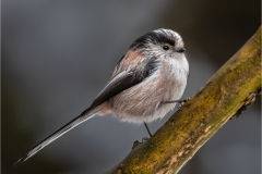A0455979_Andy Butler_Long-tailed Tit