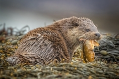 B0555251_Jeremy Malley-Smith_Otter with Ballen Wrasse