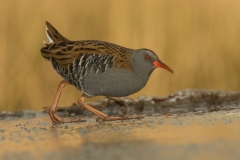 B0854453_Mick Stone_Water Rail