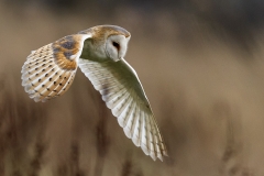 B1353116_Pat Mansfield_Barn Owl