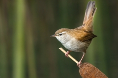 B1454552_Lesley Robb_Cettis Warbler
