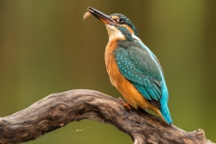 B1454554_Lesley Robb_Female Kingfisher With Freshwater Shrimp