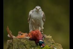 B1454557_Garry Hayes_Goshawk on Pheasant