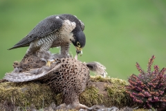 C0252522_Robin Price_Peregrine On Pheasant