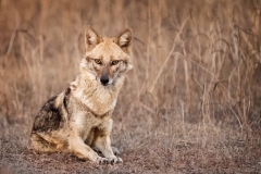 C0255768_Jane Lines_Indian Golden Jackal