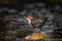 C0255879_Steve Proctor_Dipper in Stream