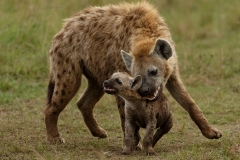 C0755721_Ian Whiston_Hyena Bonding with Cub
