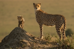 C0755724_Ian Whiston_Alert Cheetah Mother