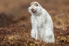 C1055423_Cheryl Greenwood_Mountain Hare yawning