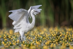 E0253102_Steve Hitchen_Little Egret in Yellow Lillies with Frog
