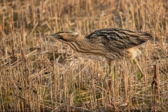 E0253107_Steve Hitchen_Bittern Stalking