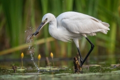 E0253109_Steve Hitchen_Little Egret with froglet