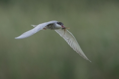 E0253255_David Woodhead_Whiskered Tern in flight