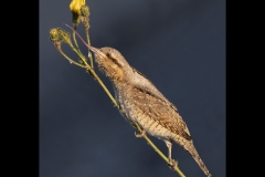H0655038_Howard Stockdale_Eurasian Wryneck feeding on White Fly