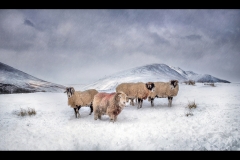 L0554209_Gordon Watson_Winter Woollies