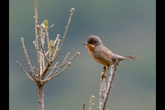 N0253834_Tony Mellor_Subalpine Warbler