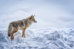 N0354361_Annette Hockney_Yellowstone Coyote on Alert
