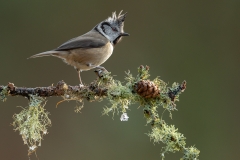 N0852557_Barbara Baker_Crested Tit