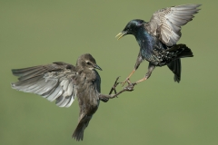 P0354683_Gill O Meara_Arguing Starlings