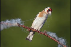 P0354688_Gill O Meara_Goldfinch collecting wool