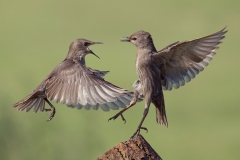P0354690_Gill O Meara_Starling dispute