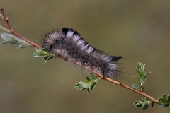 Dark Tussock Moth Caterpillar