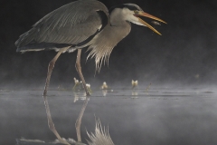 S1253988_Sue Anders_Heron