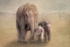 W0352464_Lynda Haney_Elephant Family