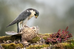 W0352475_Lynda Haney_Peregrine Falcon