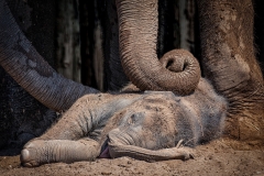 W0352476_Lynda Haney_Baby Elephant Sleeping