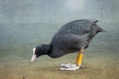 W0352479_Lynda Haney_Coot with Worm