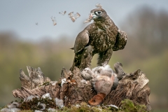 W0352486_Lynda Haney_Gyr Falcon