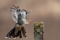 W0454638_Philip Barber_Male cuckoo landing