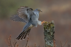 W0455248_Robert Millin_Cuckoo
