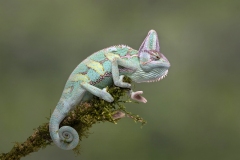 Best-Nature-Images-Lee-Sutton-Silver