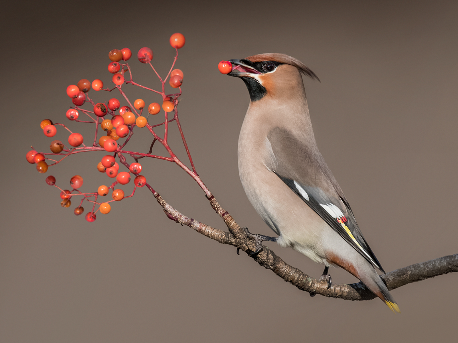 W0447189_Philip-Barber_Waxwing-with-rowen-berry